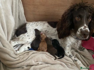 Cocker Spaniel dogs - Advert 18