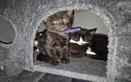 Mixed Breed cats for sale: Fluffy kittens - Image 17