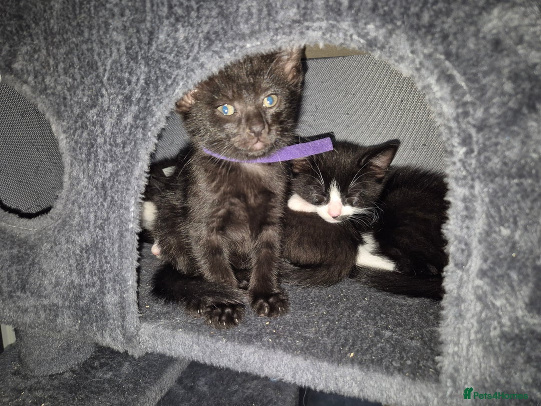 Mixed Breed cats for sale: Fluffy kittens - Image 17