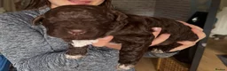 Lagotto Romagnolo dogs for sale: Lagotto Romangalo for sale KC reg.Italian parents  - Advert 3