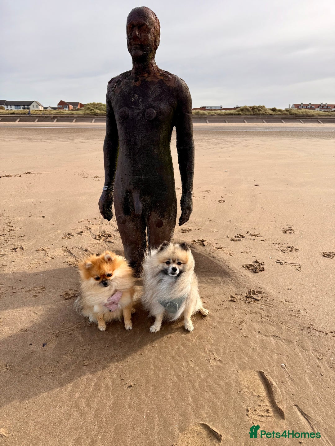 Pomeranian dogs for sale: Pomeranian puppies for sale - Advert 15