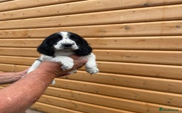 Cocker Spaniel dogs for sale: Cocker spaniel puppies  - Image 10
