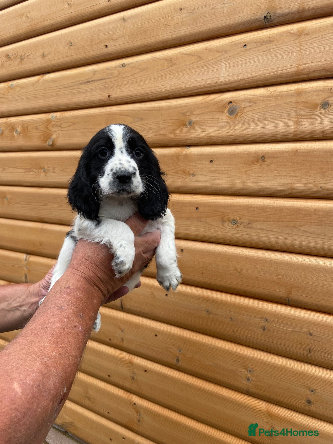 Cocker Spaniel dogs for sale: Cocker spaniel puppies  - Image 10