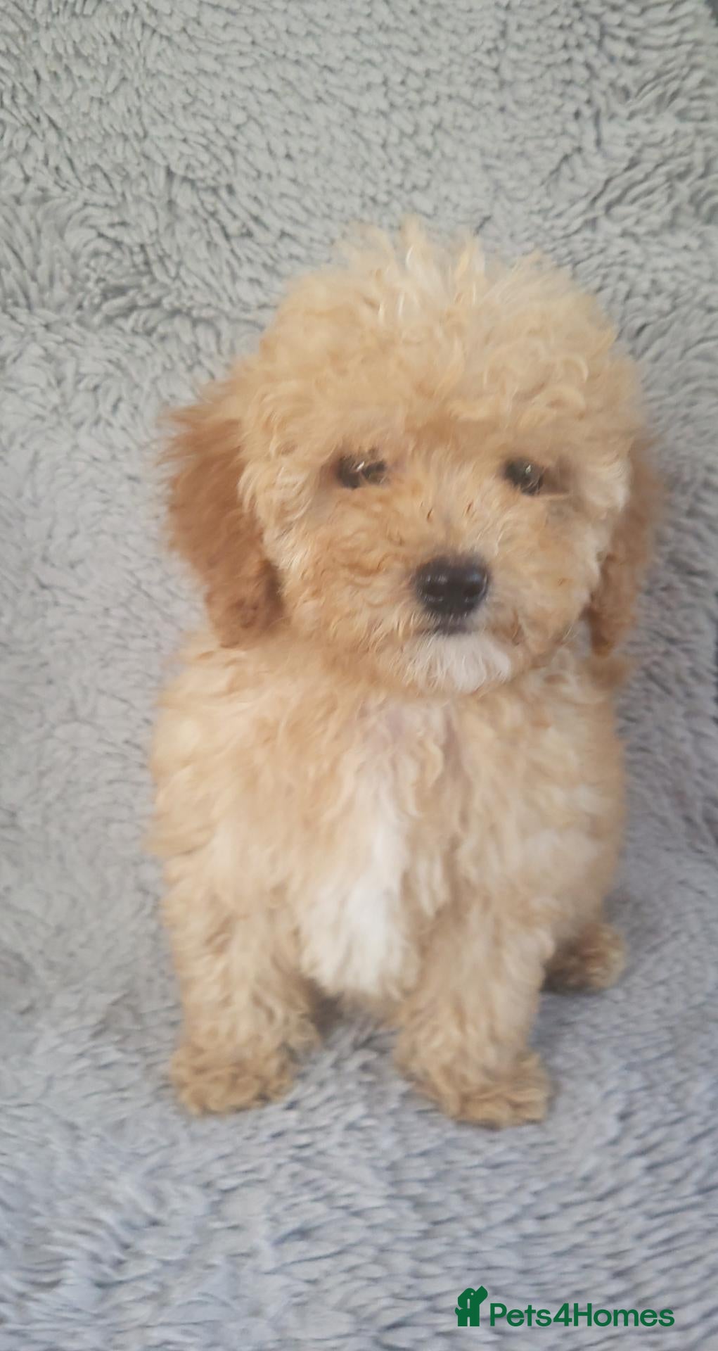 Cavapoo dogs for sale: Cavapoo puppies 5🌟 licence breeder  - Advert 1