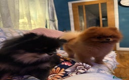 Pomeranian dogs for sale: Last female teddy face Pomeranian  - Image 4