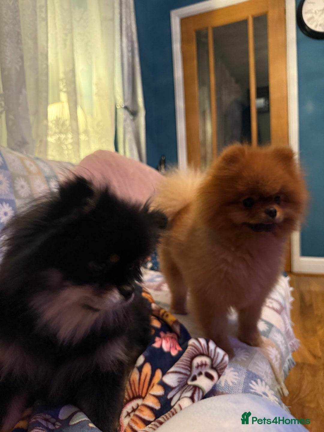 Pomeranian dogs for sale: Last female teddy face Pomeranian  - Image 4
