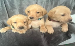 Labrador Retriever dogs for sale: Beautiful KC registered Labrador puppies - Image 16