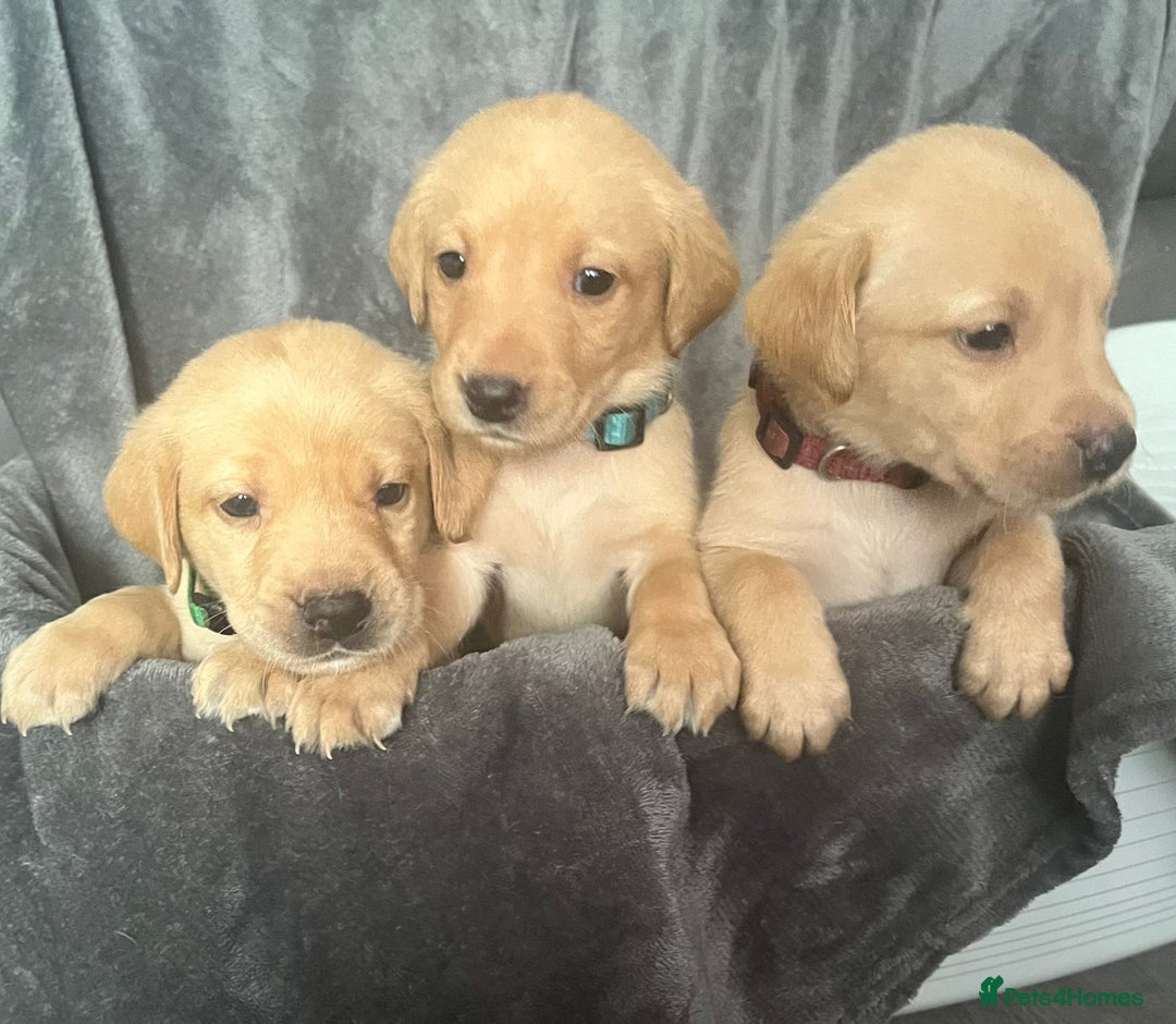 Labrador Retriever dogs for sale: Beautiful KC registered Labrador puppies - Image 16