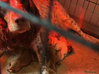 Cocker Spaniel dogs 5 Gorgeous Working Cockers - Advert 1