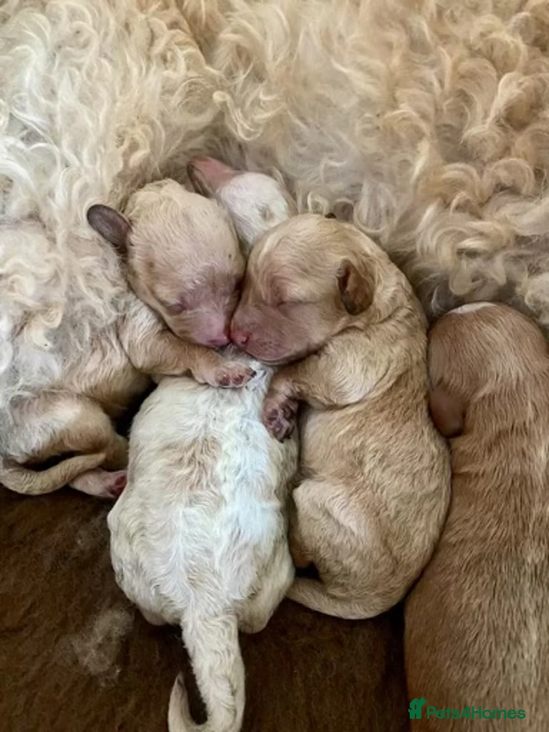 Cavapoo dogs for stud: F1 PROVEN Toy Cavapoo DNA Clear stud in Stafford - Advert 30