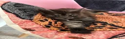 Maine Coon cats for sale: 🖤Stunning Black Smoke Maine Coon Girls - Advert 28