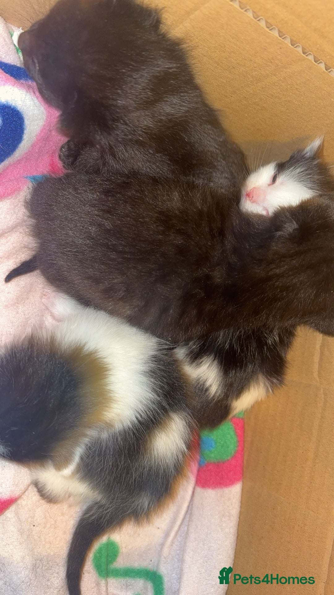 British Shorthair cats for sale: Kittens  - Advert 7