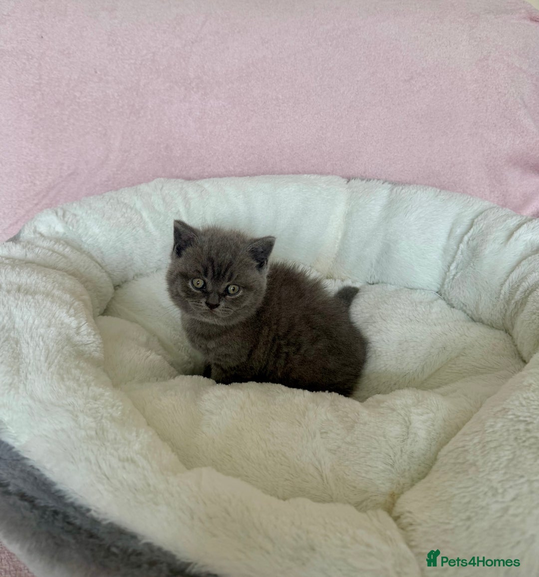 British Shorthair cats for sale: British shorthair kitten  - Image 15