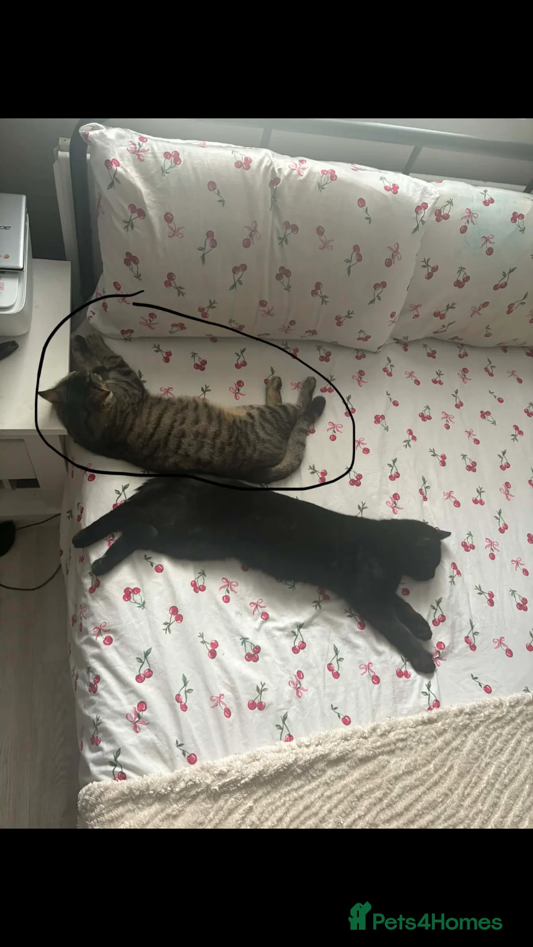 Mixed Breed cats for sale: 3 year old tabby cat - Advert 3