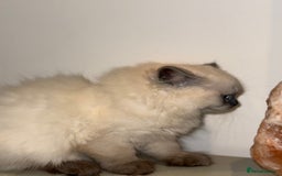 British Longhair cats for sale: British long hair female  - Image 7