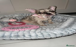 French Bulldog dogs for stud: 💎Blue & Tan 🤎 Merle French bulldog stud 🧬🔥 in Manchester - Image 15