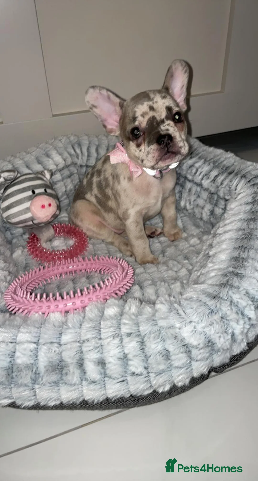 French Bulldog dogs for stud: 💎Blue & Tan 🤎 Merle French bulldog stud 🧬🔥 in Manchester - Advert 15