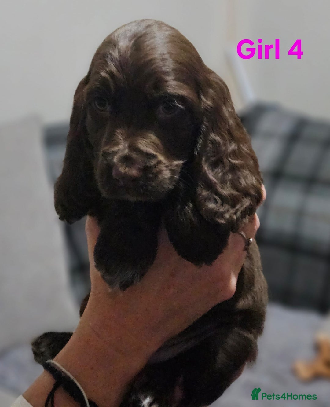 Cocker Spaniel dogs for sale: stunning show cockers - Image 22