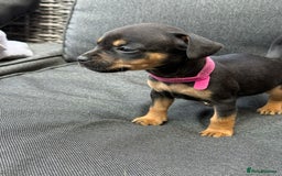 Mixed Breed dogs for sale: ONE LEFT REDUCED French wieners-Frenchie/dashhound - Image 17