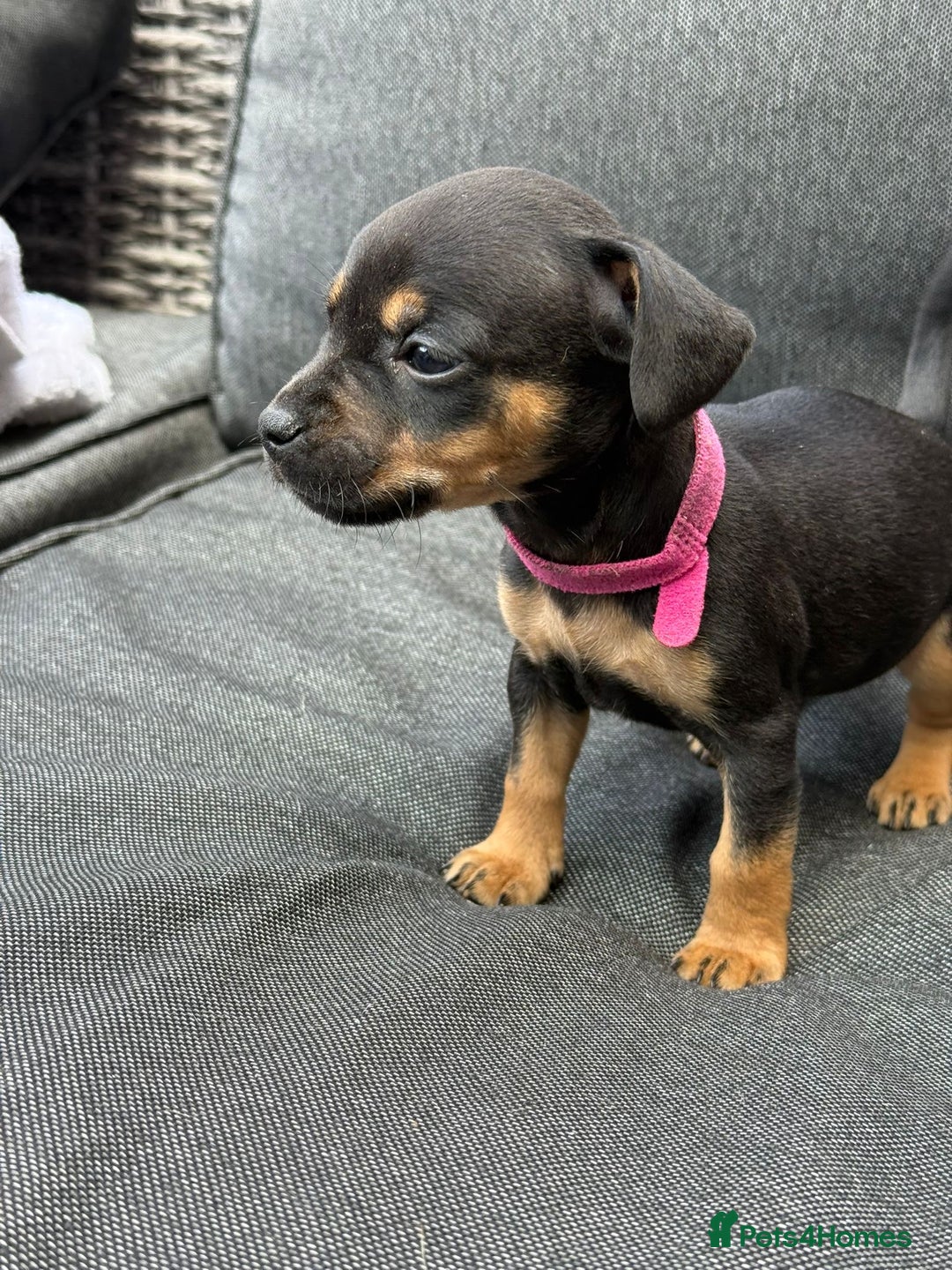 Mixed Breed dogs for sale: ONE LEFT REDUCED French wieners-Frenchie/dashhound - Image 17