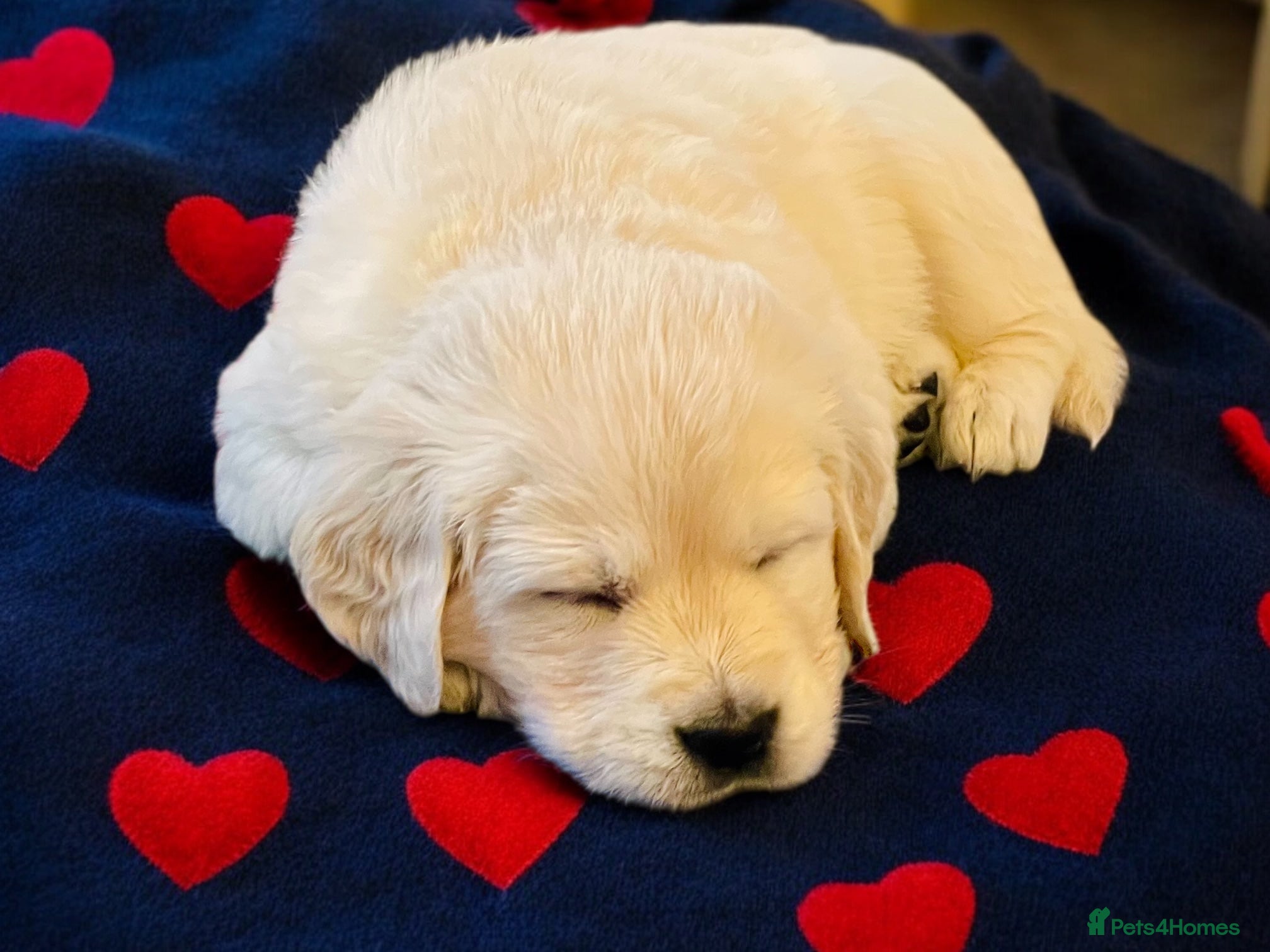 Golden Retriever dogs Ready now  ~ Clear DNA ~ champion - Advert 2