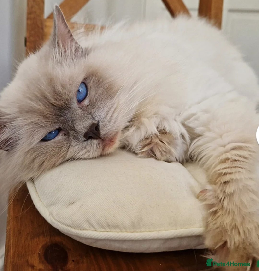 Ragdoll cats for sale: GCCF registered ragdoll kittens - Advert 16