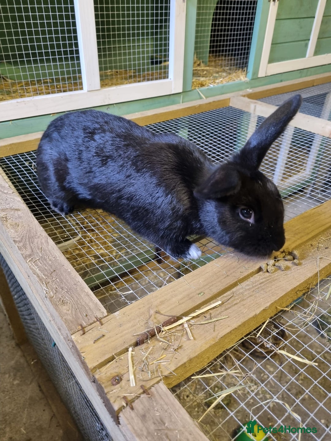 English rabbits for sale: Rabbit called Scout - Image 4