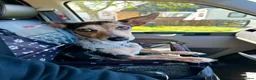 Jackshund dogs for sale: Jack Russell X dachshund for sale - Advert 9