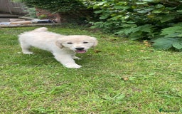 Golden Retriever dogs for sale: Penny - Golden Retriever puppy (15 weeks old) - Image 8