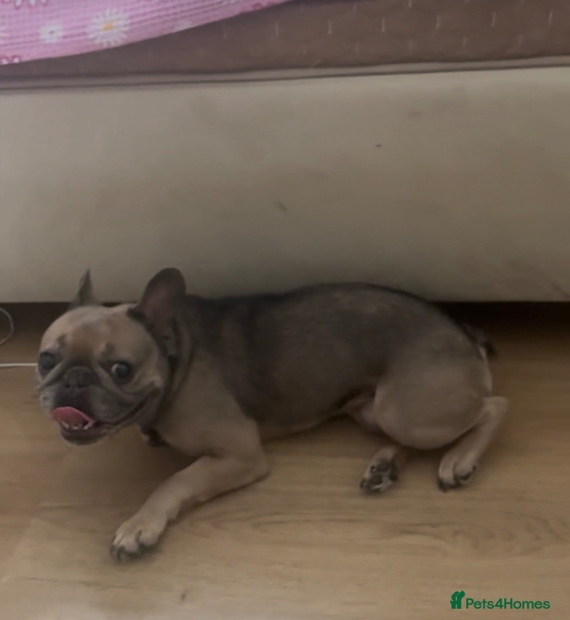 French Bulldog dogs for sale: French bulldog for sale  - Advert 2