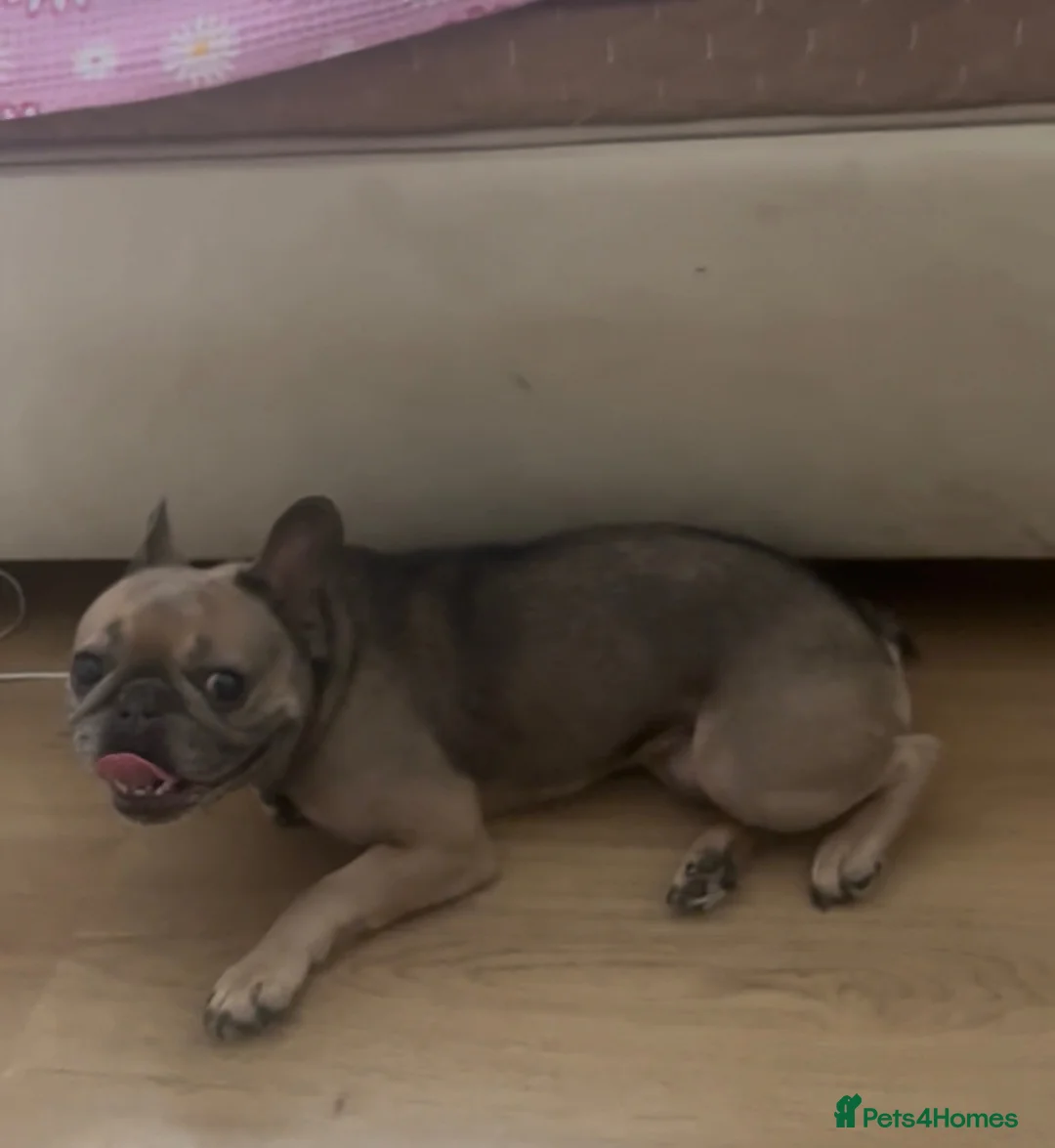 French Bulldog dogs for sale: French bulldog for sale  - Advert 1