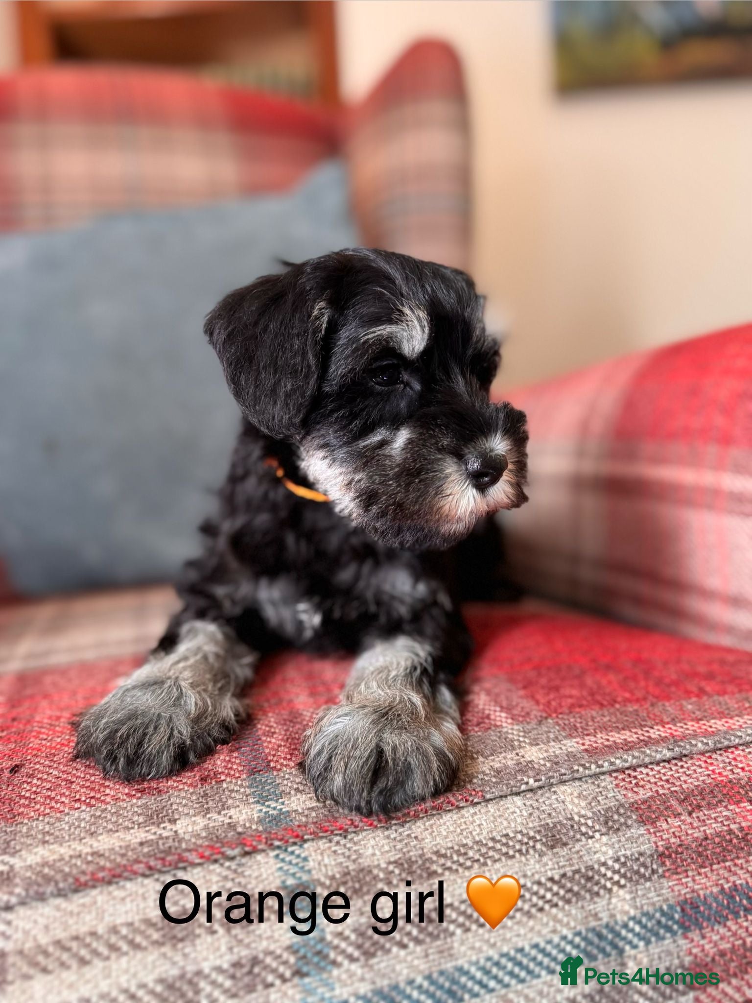 Miniature Schnauzer dogs KC Registered, Health Tested Puppies available  - Advert 2
