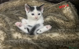 Mixed Breed cats for sale: 6 X BEAUTIFUL MIXED BREED KITTENS BORN 23.08.2025  - Image 15