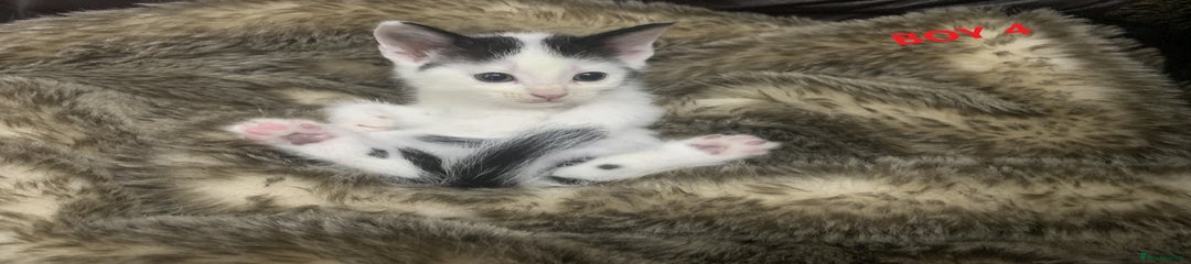 Mixed Breed Kitten 4 - boy 4