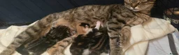 Domestic Shorthair cats for sale: 4 gorgeous kittens for sale in Burntwood - Advert 4