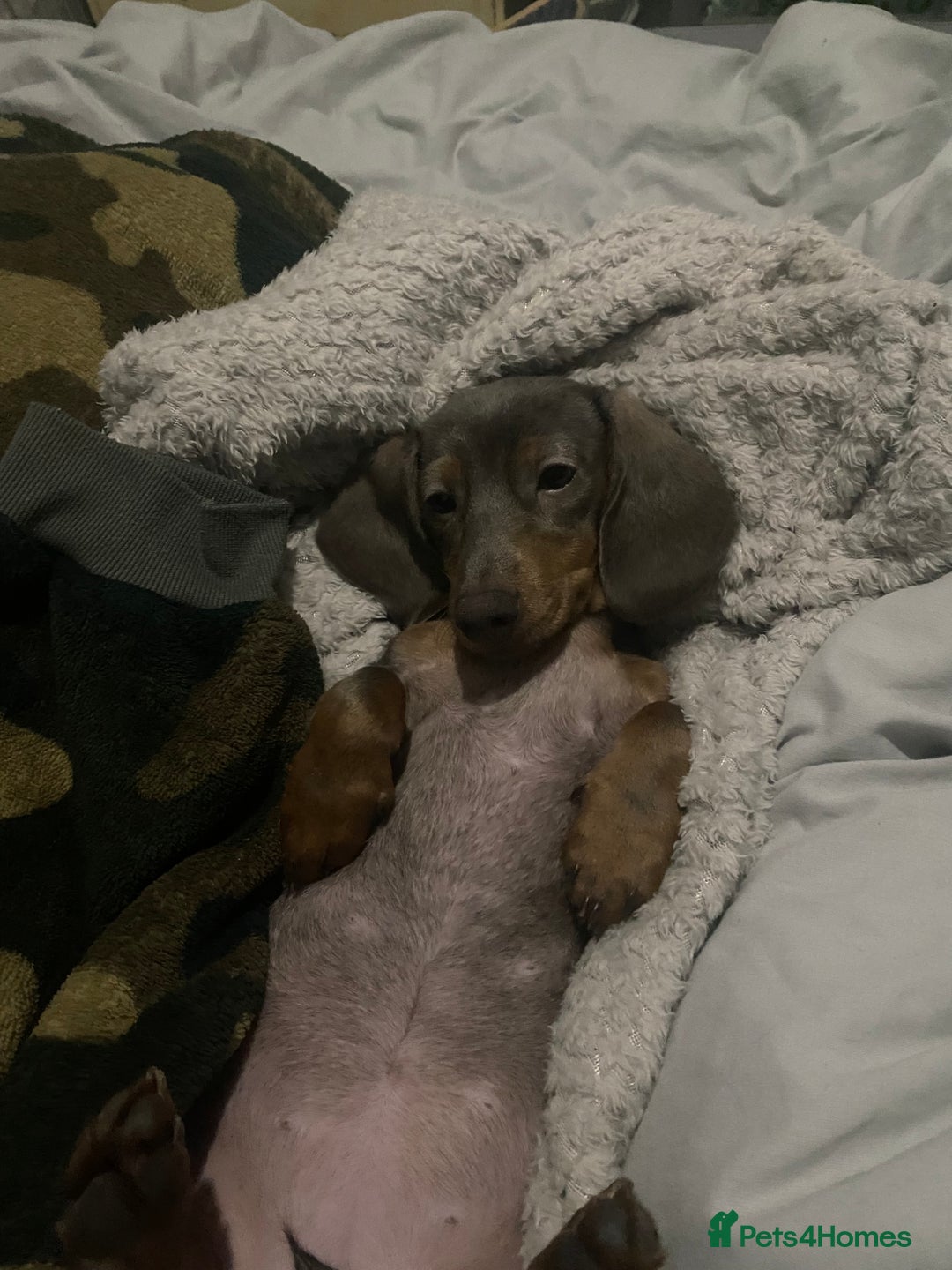 Miniature Dachshund dogs for sale: Female Miniature Dachshund  - Advert 4