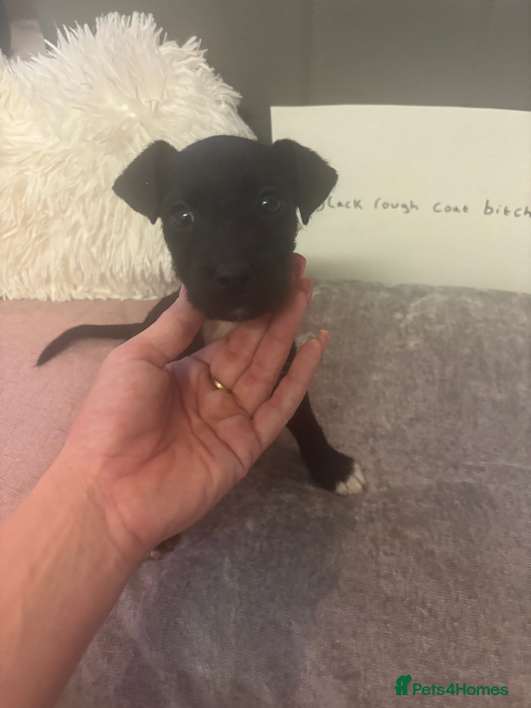 Patterjack dogs for sale:  🐾Patterdale x Jack Russell Puppies🐾 - Image 3