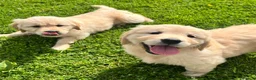 Golden Retriever dogs for sale: Beautiful KC Golden Retriever Puppies - Advert 14