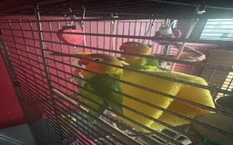 Lovebirds birds for sale: 3 Lovebirds Looking For Loving Home - Image 4