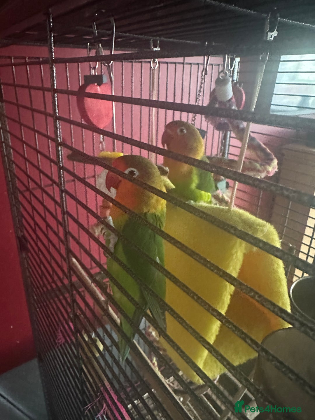 Lovebirds birds for sale: 3 Lovebirds Looking For Loving Home - Image 4