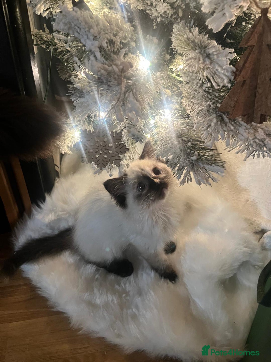 Ragdoll cats for sale: Cute ragdoll kitten - last girl left - Advert 2