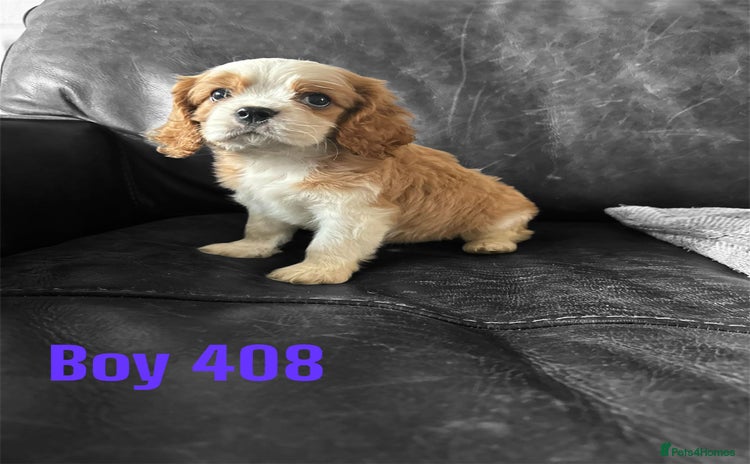 Cavalier King Charles Spaniel dogs - Advert 1