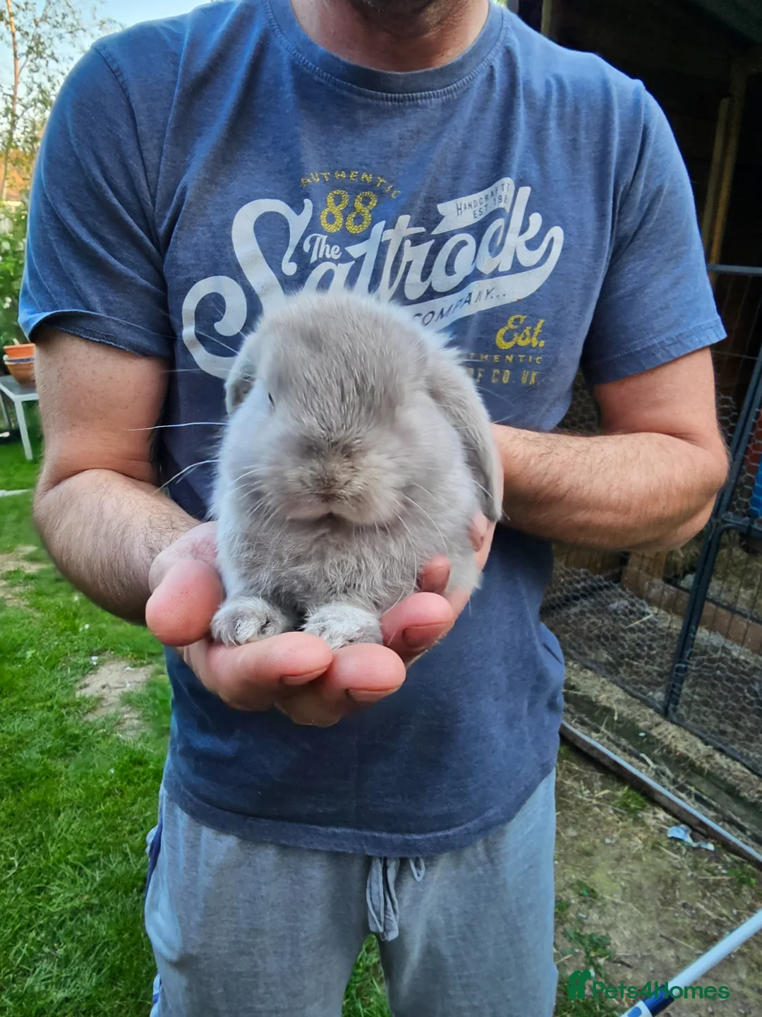 Mini Lop rabbits for sale: 2 female mini lop - Advert 14