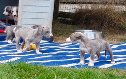 Whippet dogs for sale: Show Quality Blue Brindle KC Registered Whippets - Image 22