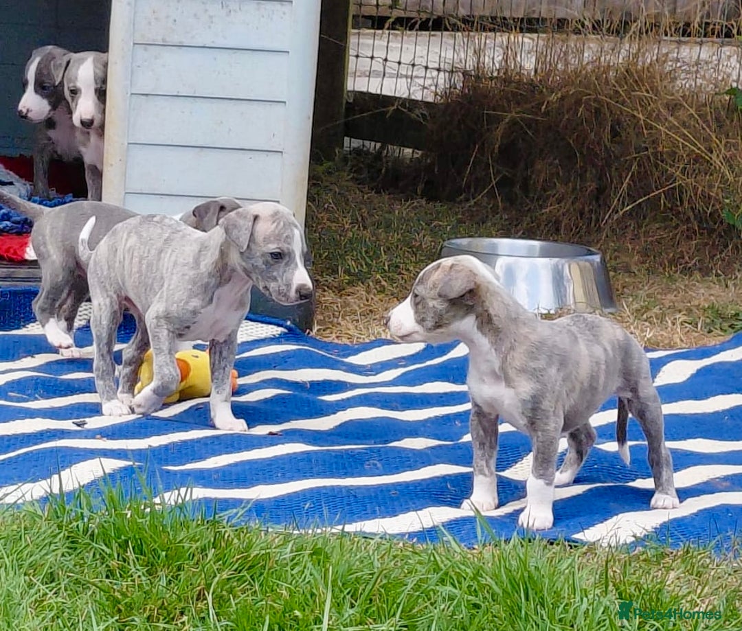Whippet dogs for sale: Show Quality Blue Brindle KC Registered Whippets - Image 22