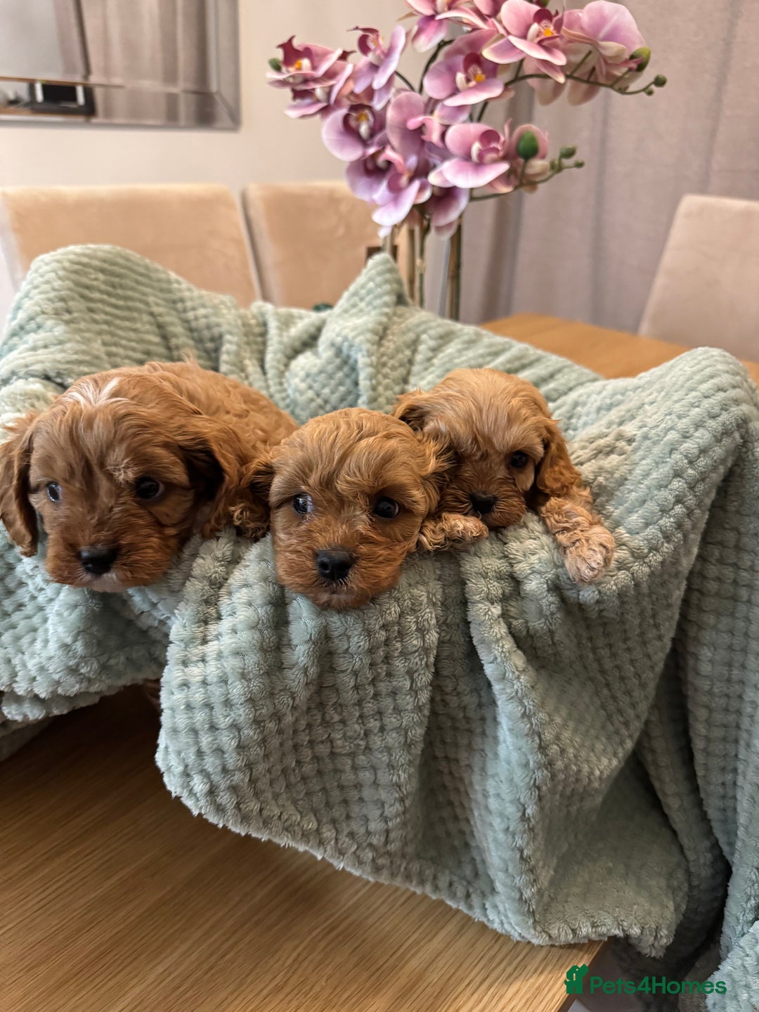 Cavapoo dogs for sale: Cavapoo puppies - Advert 4