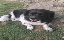 Mixed Breed dogs for adoption: Happy Harry - Image 2