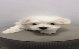Maltese dogs for sale: 🐶 Adorable Male Maltese Puppies for Sale 🐾 - Image 7
