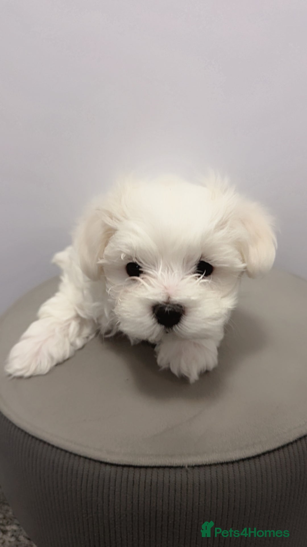 Maltese dogs for sale: 🐶 Adorable Male Maltese Puppies for Sale 🐾 - Image 7