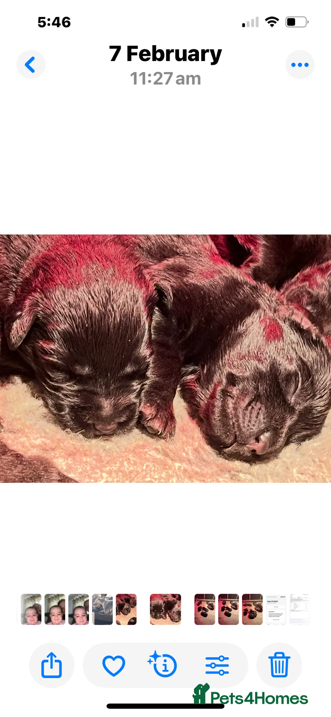 Labrador Retriever dogs for sale: KC Registered Labrador Retriever  - Advert 8